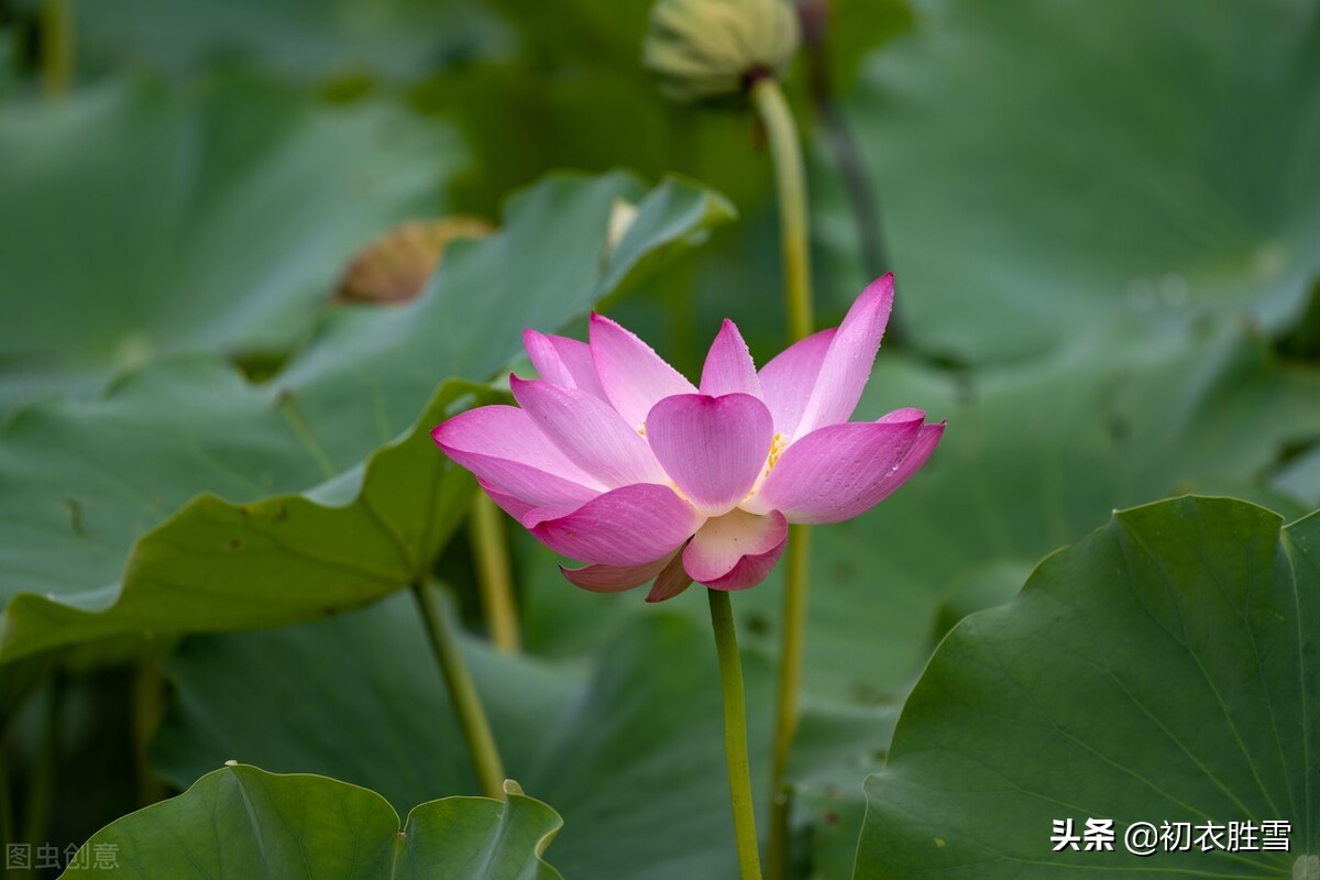 王维荷花诗五首，洗练生动，日日采莲去，莲动下渔舟