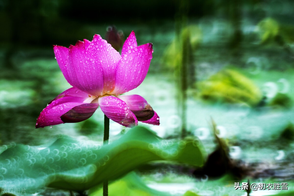 早秋秋雨荷花美词五首 芙蕖花上濛濛雨 六尺芙蓉满意凉 爱读书