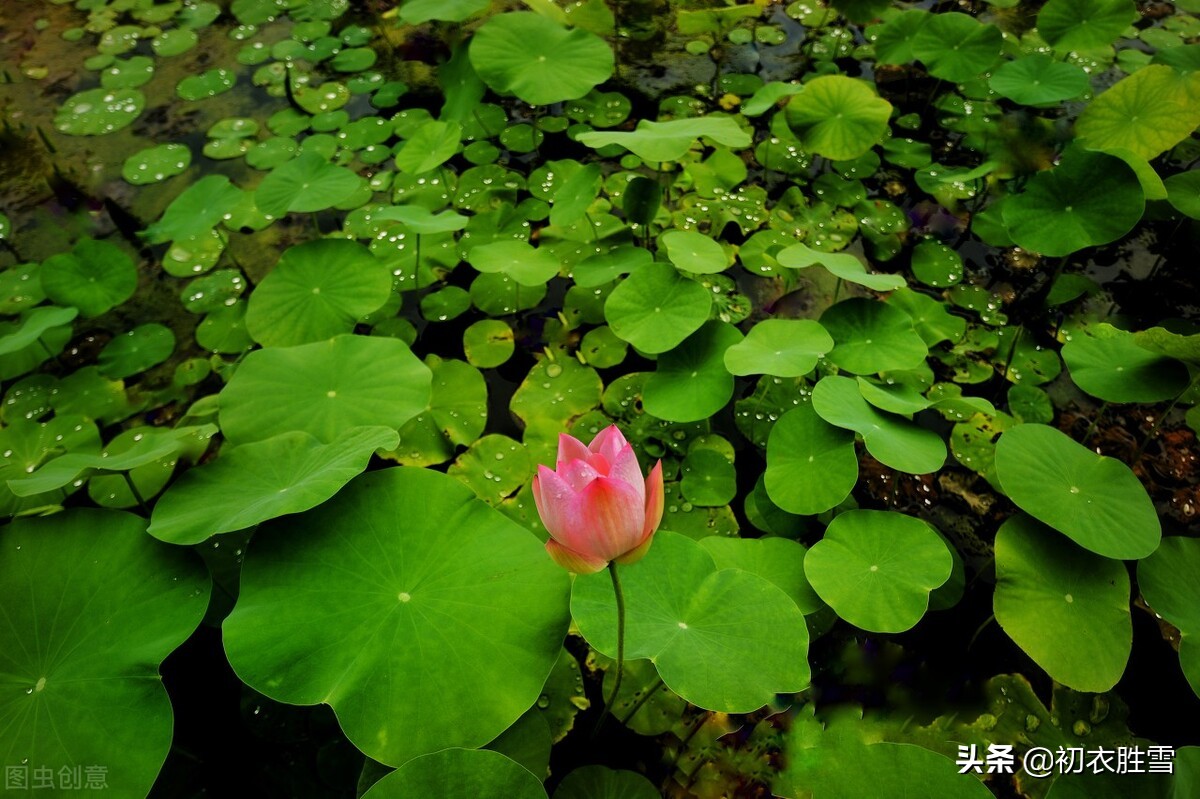 欧阳修《渔家傲》之早秋荷花，早秋荷花美，芙蓉生翠水