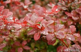 早秋听雨六首：一夜雨声凉到梦，要听棋声杂雨声