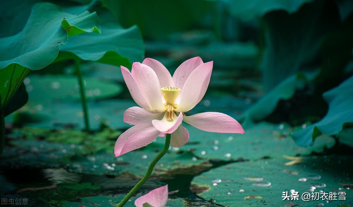 早秋秋雨荷花美词五首 芙蕖花上濛濛雨 六尺芙蓉满意凉 爱读书