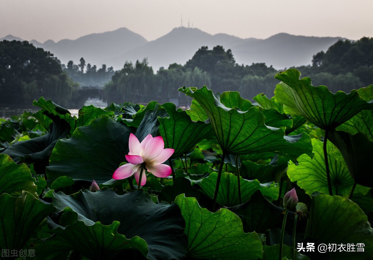 立秋节气明丽古诗五首：山容便与新秋净，稻花已作丰年香