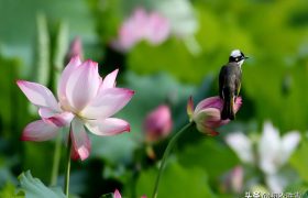 壮美荷塘五首：万柄荷花红绕路，红白芙渠千万朵