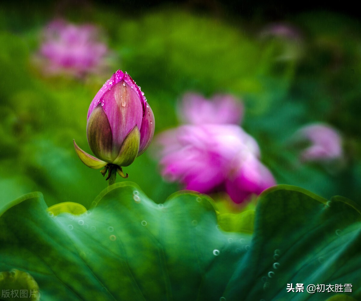 早秋秋雨荷花美词五首：芙蕖花上濛濛雨，六尺芙蓉满意凉