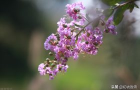 白居易写了数首紫薇花，自称紫薇郎，为何杜牧却被称为“杜紫薇”