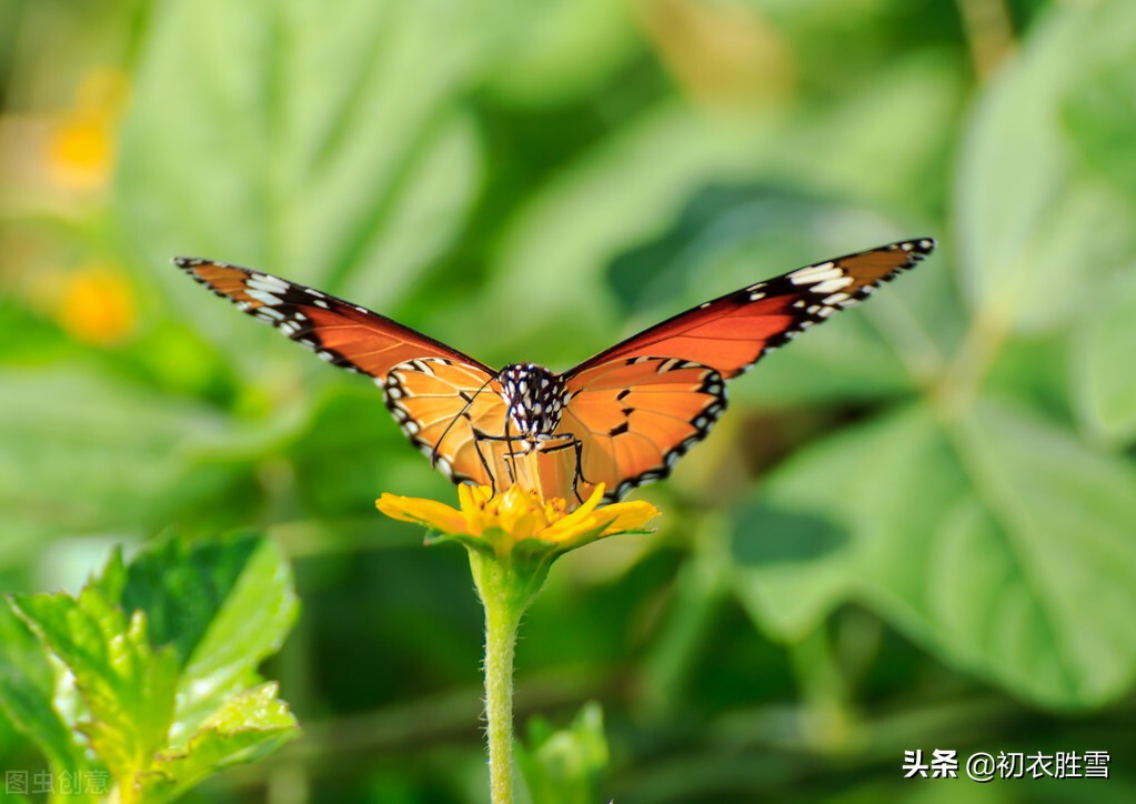 早秋怀人相思诗词六首：秋草秋蛾飞，相思愁落晖