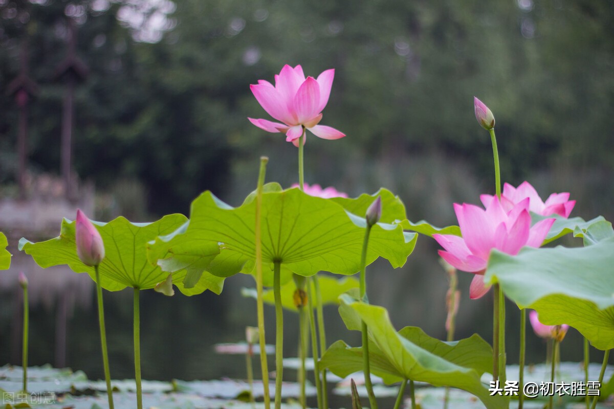 明丽秋水荷花诗词七首：数朵芙蕖，嫣然一笑凌清晓