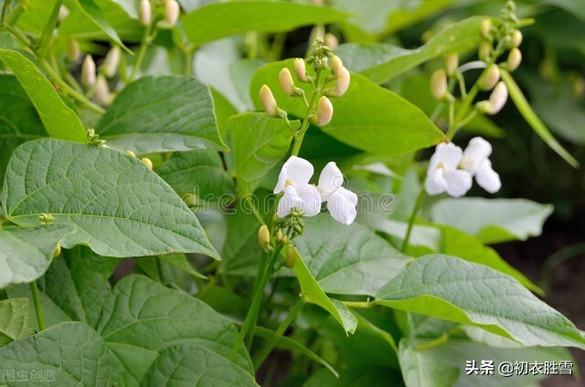 田园秋花清新豆花古诗七首：白白红红匾豆花，悠悠小蝶飞豆花