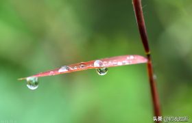 白露沾野草，时节忽复易，唐朝之前的唯美白露古诗六首