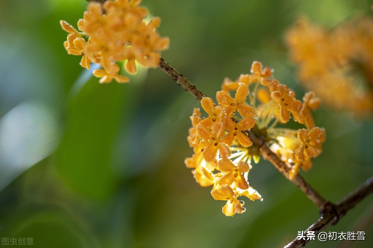 中秋说桂，桂花是什么时候出现在月宫里的？比嫦娥晚，比吴刚早