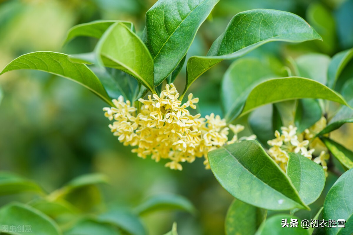 中秋说桂，桂花是什么时候出现在月宫里的？比嫦娥晚，比吴刚早