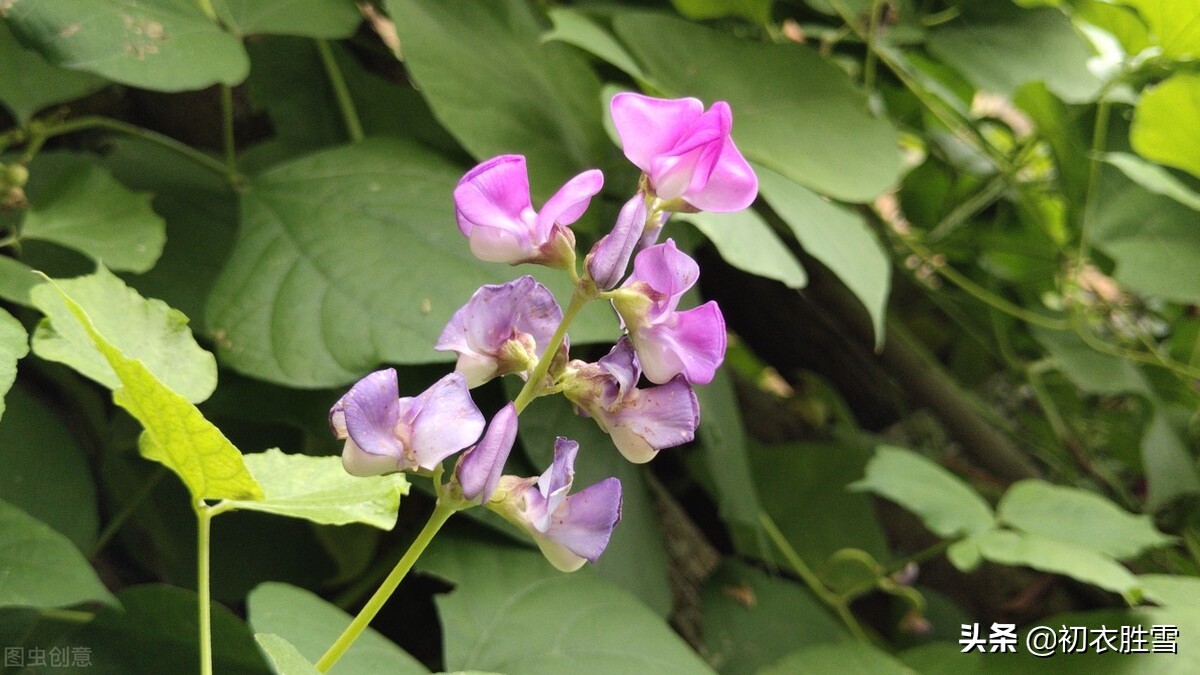 田园秋花清新豆花古诗七首：白白红红匾豆花，悠悠小蝶飞豆花