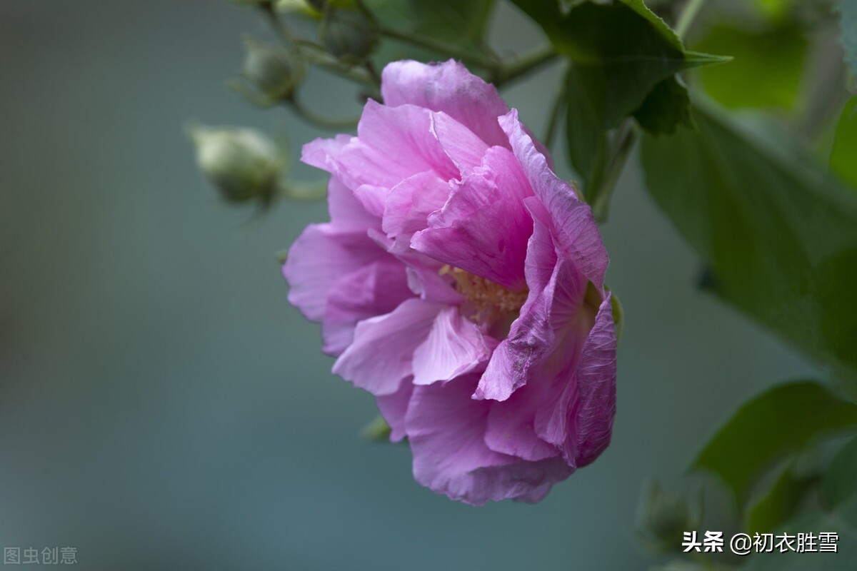 秋花木芙蓉唐诗五首：秋风万里芙蓉国，水莲花尽木莲开