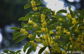 杨万里桂花诗七首：广寒香一点，吹得满山开，看看他诗里的桂花秋