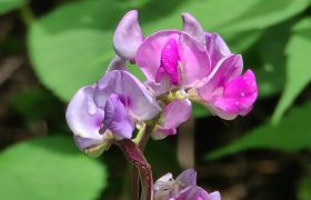 田园秋花清新豆花古诗七首：白白红红匾豆花，悠悠小蝶飞豆花