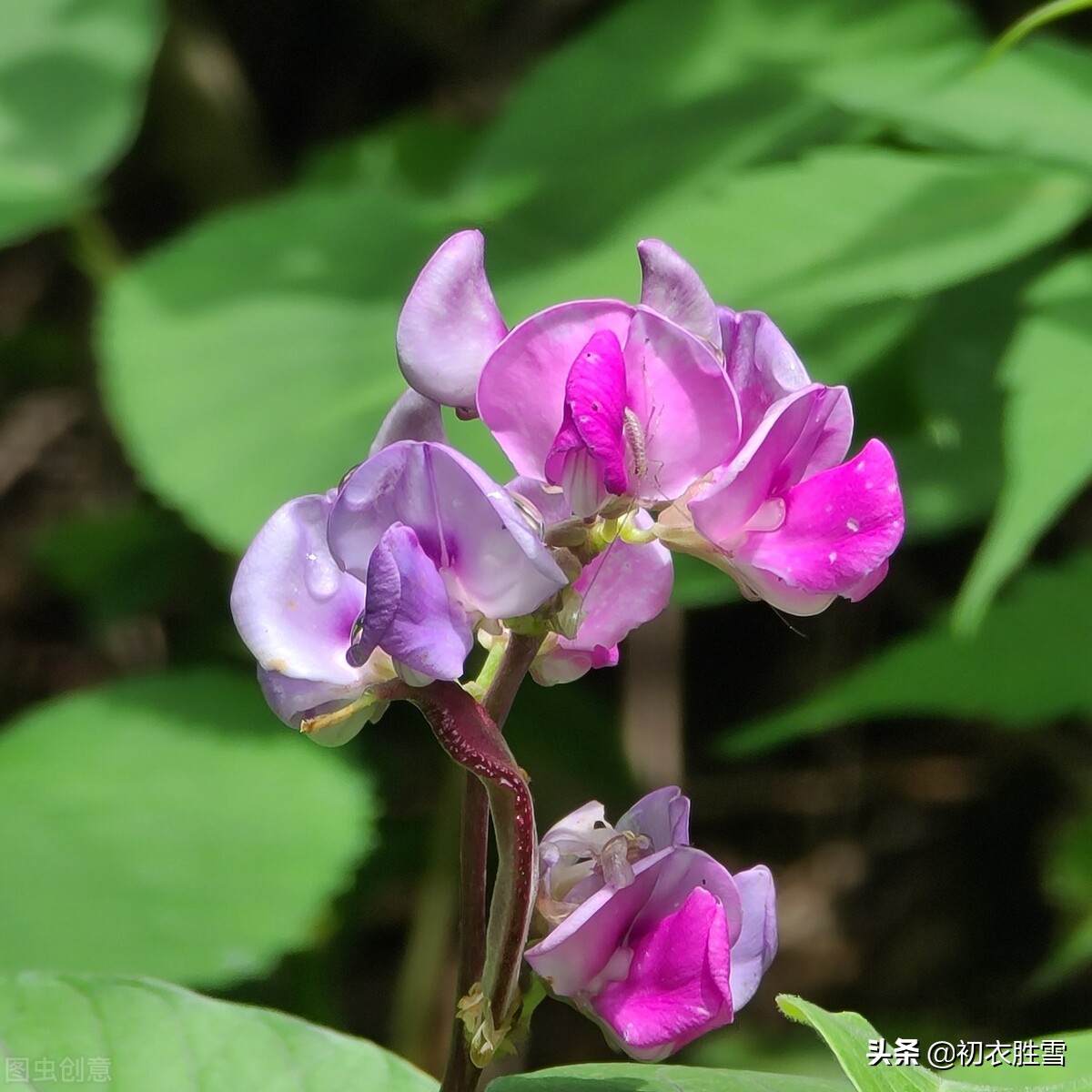 田园秋花清新豆花古诗七首：白白红红匾豆花，悠悠小蝶飞豆花