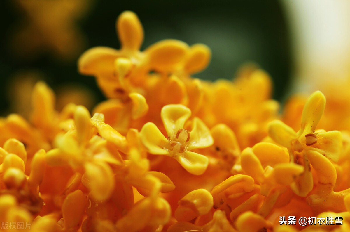 李清照不只写了一首桂花，她还有两首木犀词，写出了桂花鲜明芬芳