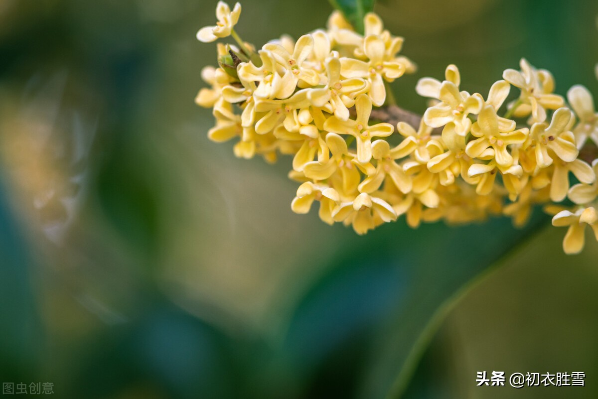 李清照不只写了一首桂花，她还有两首木犀词，写出了桂花鲜明芬芳