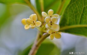 明丽清新桂花绝句六首：桂不多花细细风，晚秋风物早春诗