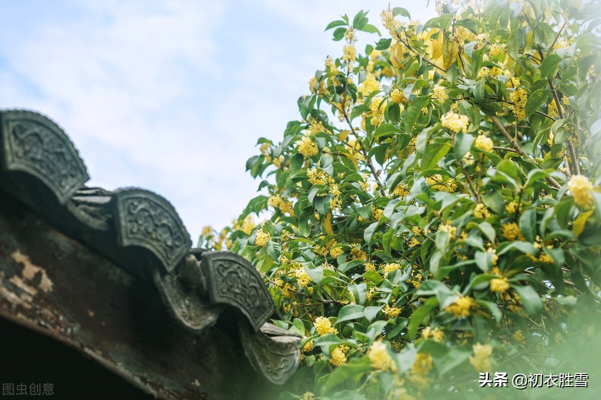 宋之问的桂子月中落，和柳永的三秋桂子，可不是同一种桂花