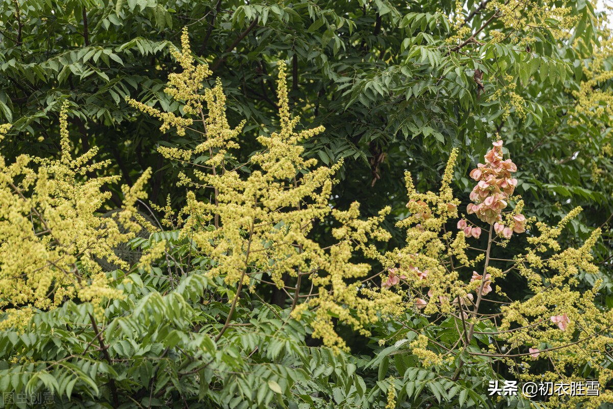 仲秋嘉树栾花开，一种美丽的古树，山海经里有，为何不见于诗词？