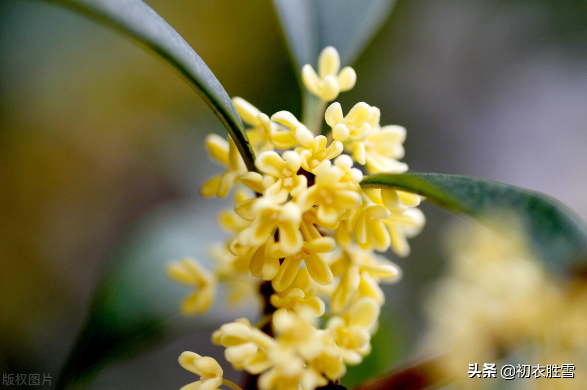 杨万里桂花诗七首：广寒香一点，吹得满山开，看看他诗里的桂花秋