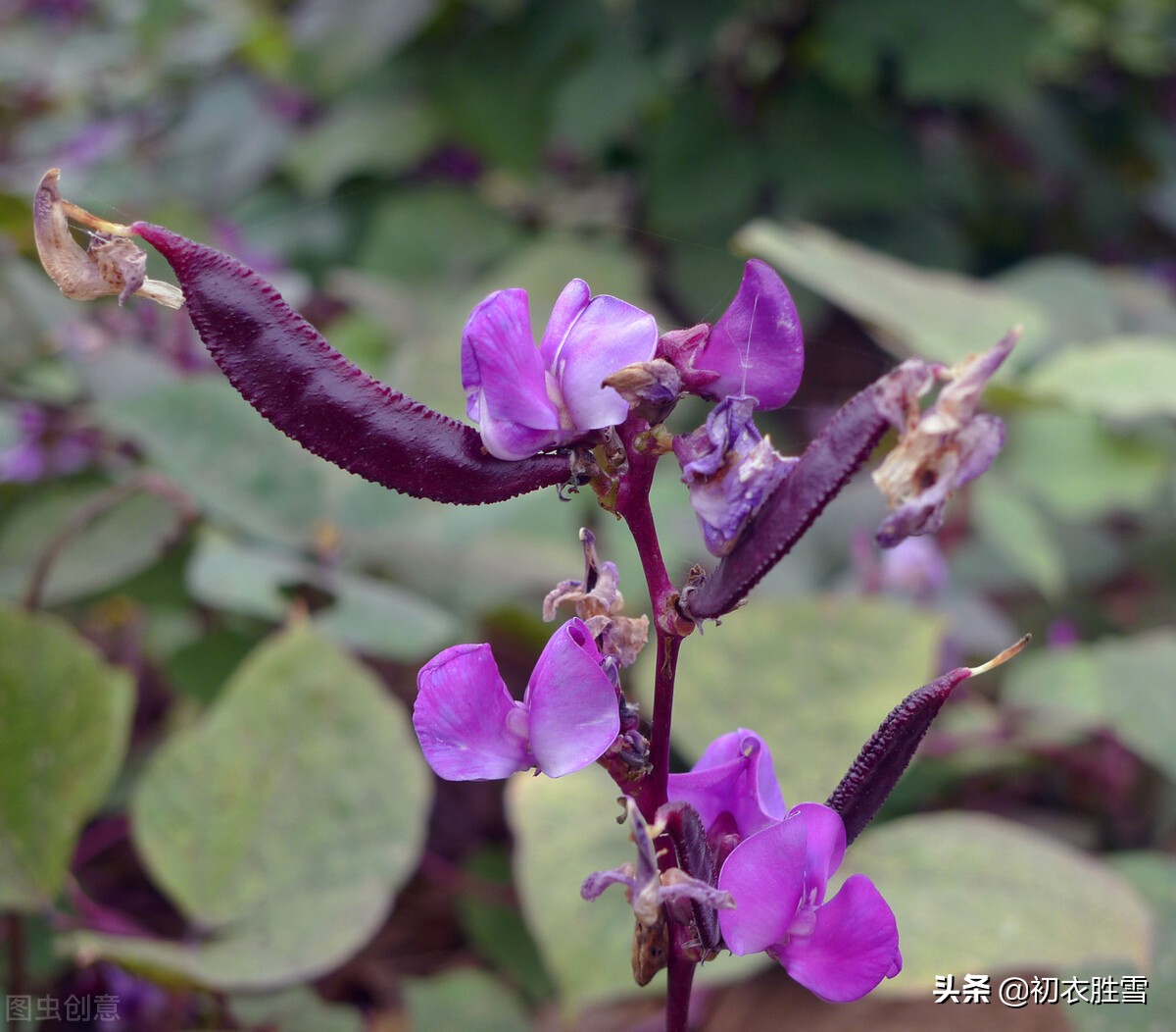 田园秋花清新豆花古诗七首：白白红红匾豆花，悠悠小蝶飞豆花