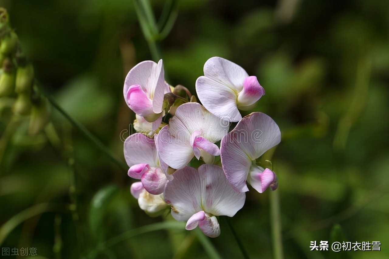 田园秋花清新豆花古诗七首：白白红红匾豆花，悠悠小蝶飞豆花