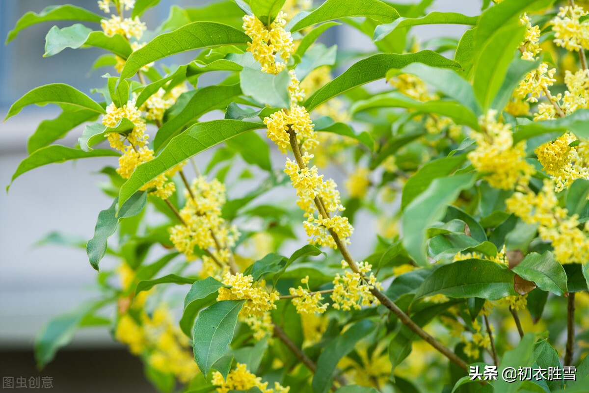 中秋说桂，桂花是什么时候出现在月宫里的？比嫦娥晚，比吴刚早