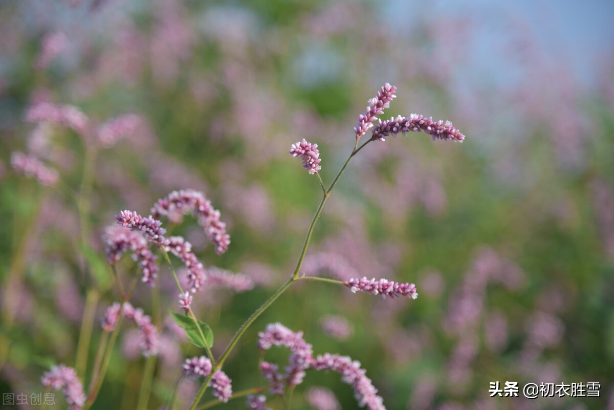 晏殊两首春秋岁月感怀：春花秋草，春去秋来，往事知何处