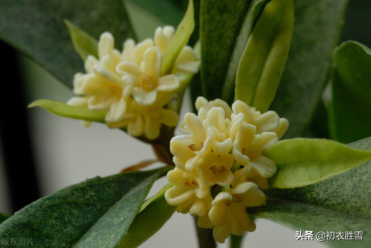 杨万里桂花诗七首：广寒香一点，吹得满山开，看看他诗里的桂花秋