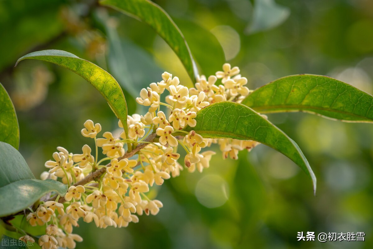 李清照不只写了一首桂花，她还有两首木犀词，写出了桂花鲜明芬芳