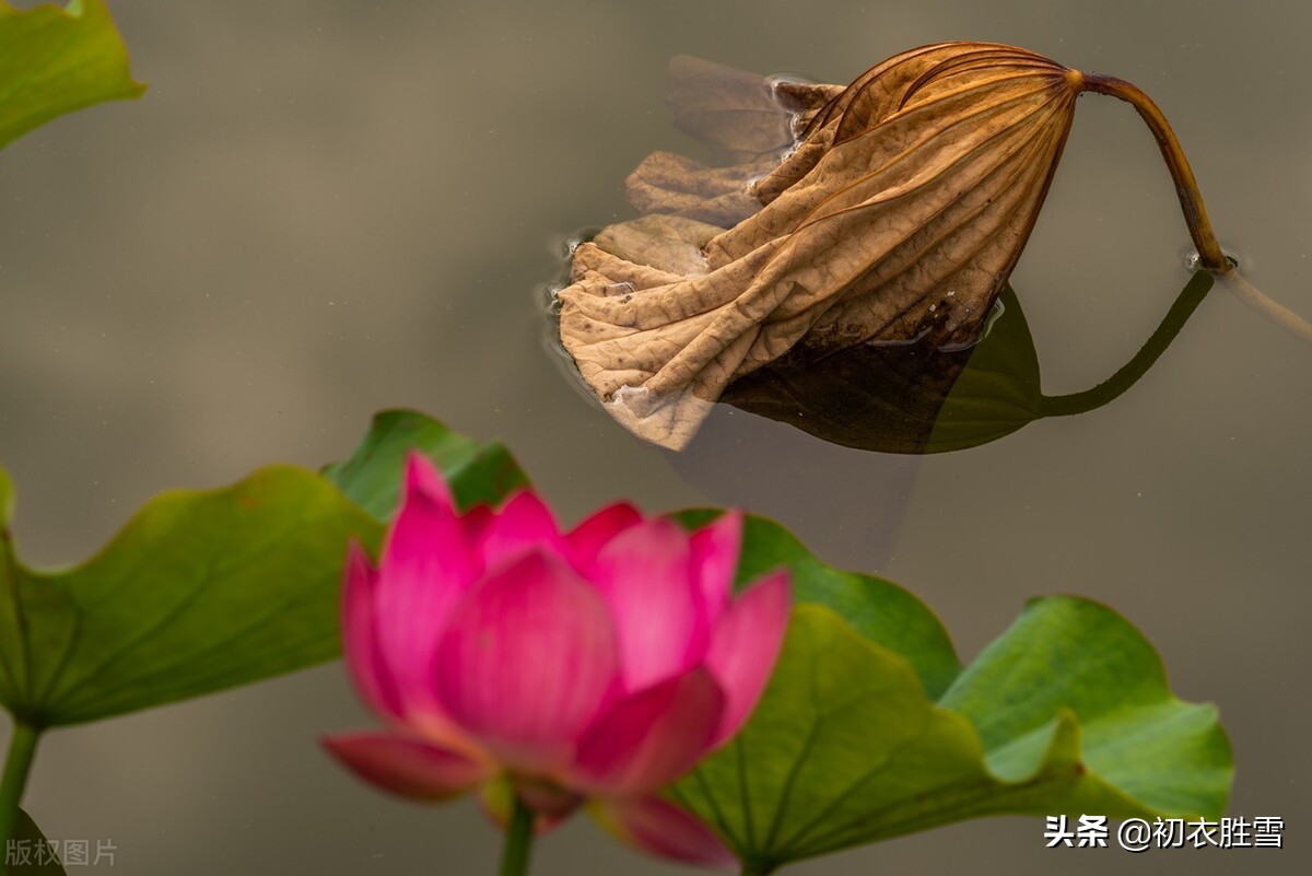 李清照秋荷，莲子已成荷叶老，说不尽无穷好的，是百感交集的人生