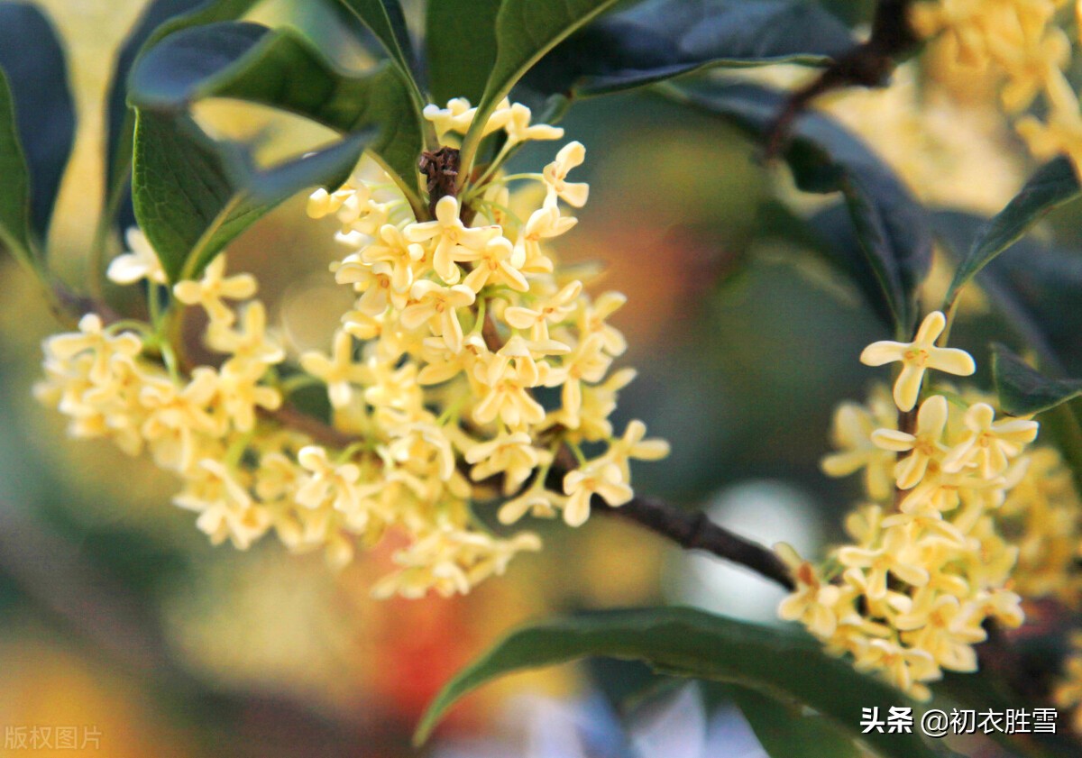 杨万里桂花诗七首：广寒香一点，吹得满山开，看看他诗里的桂花秋