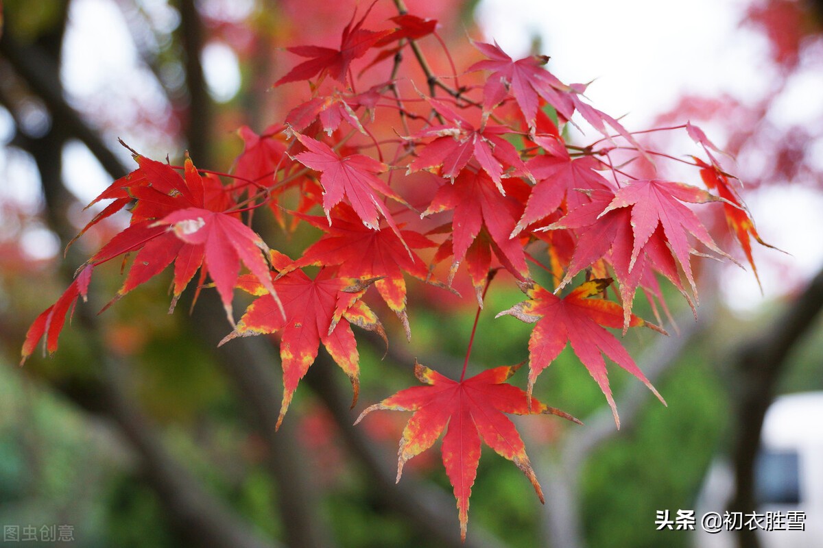 王国维红叶秋词三首：霜落千林木叶丹，一山枫叶背残阳