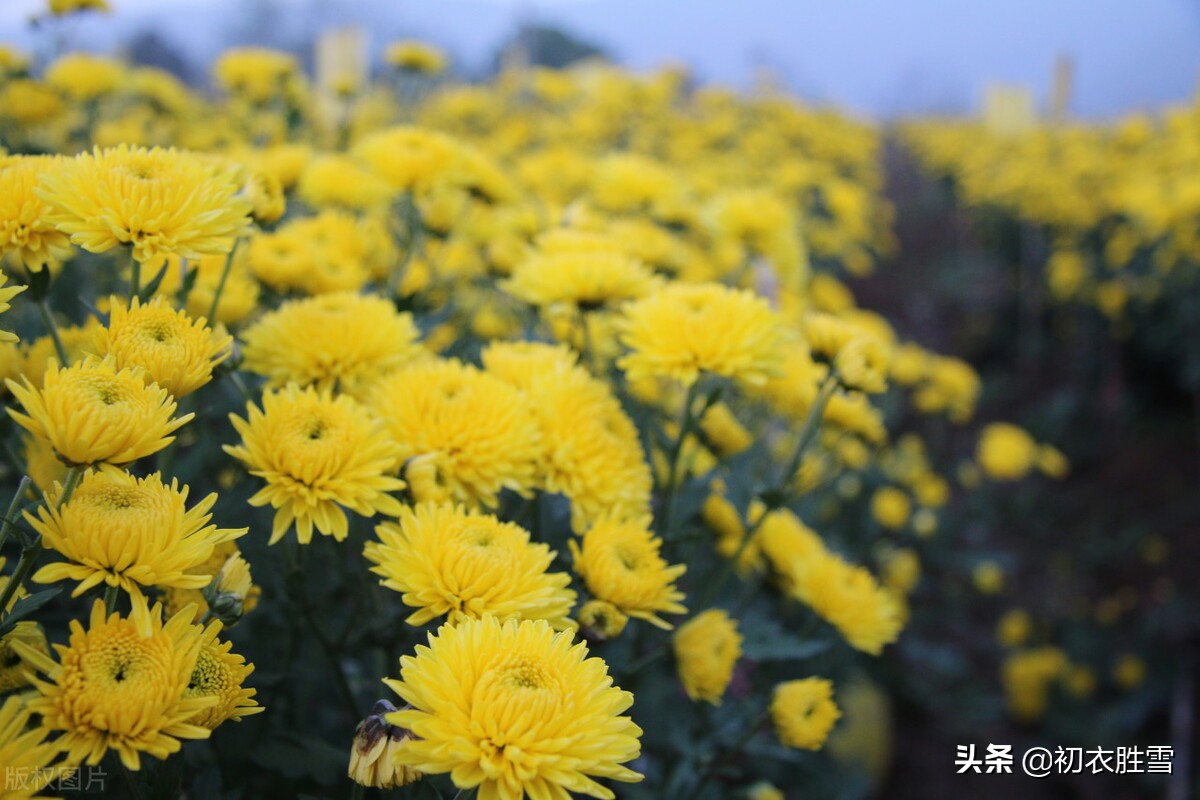 重阳节菊花美诗九首：九日重阳节，开门有菊花