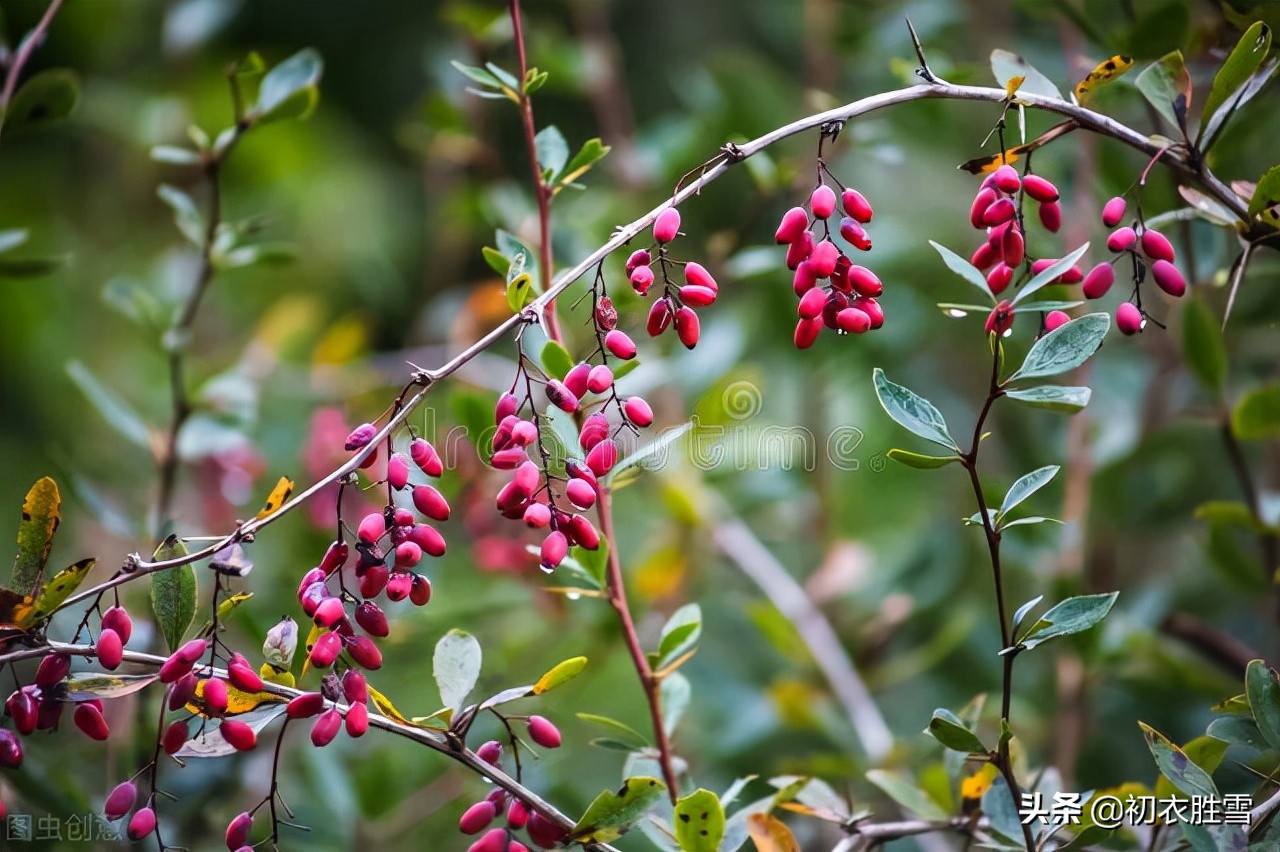 重阳节茱萸诗词八首：茱萸自有芳，更把茱萸仔细看