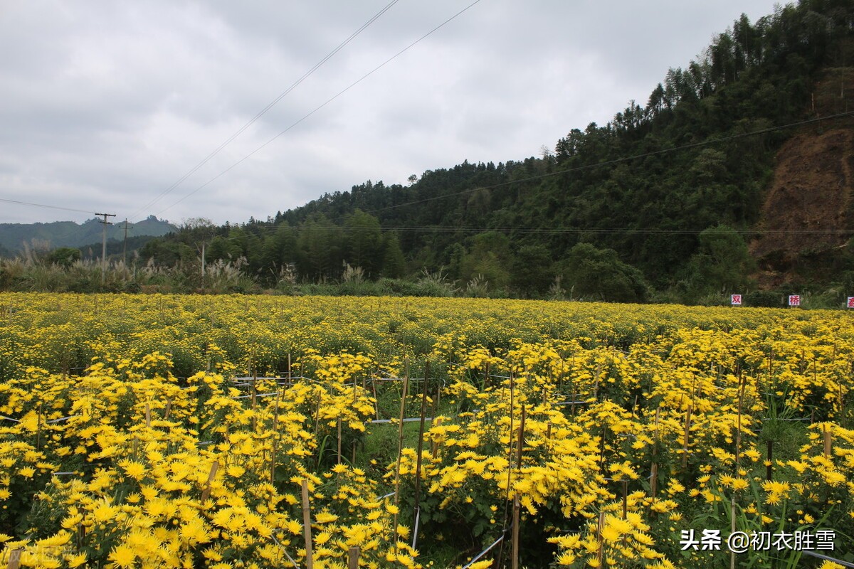 赏读陈允平的九月授衣：授衣时节，惆怅田园自黄菊