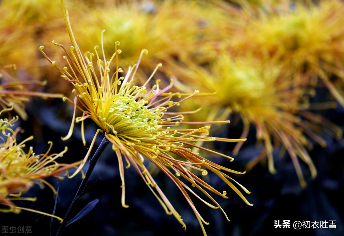 明快重阳节诗词四首：红叶黄花秋景宽，茱萸何处不相逢