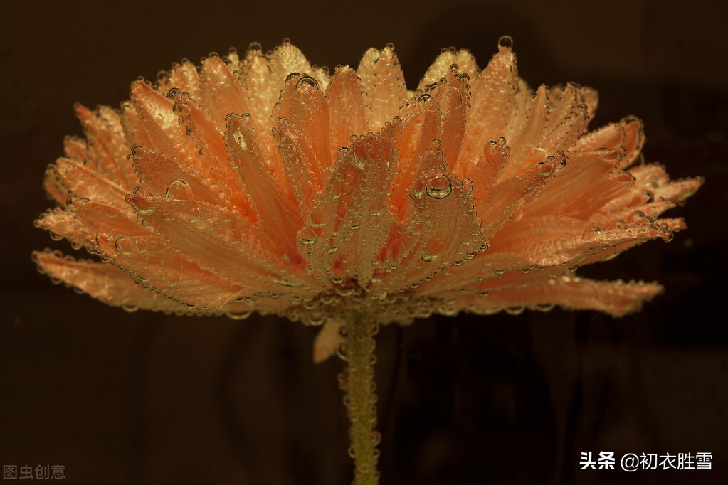 满城风雨近重阳五首：满城风雨近重阳，今年花为谁黄？