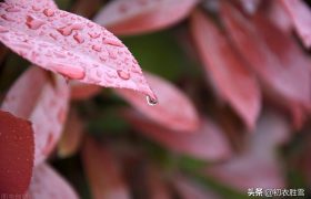 寒露秋花古诗五首，除了菊花，你还知道哪些花在寒露节气开放