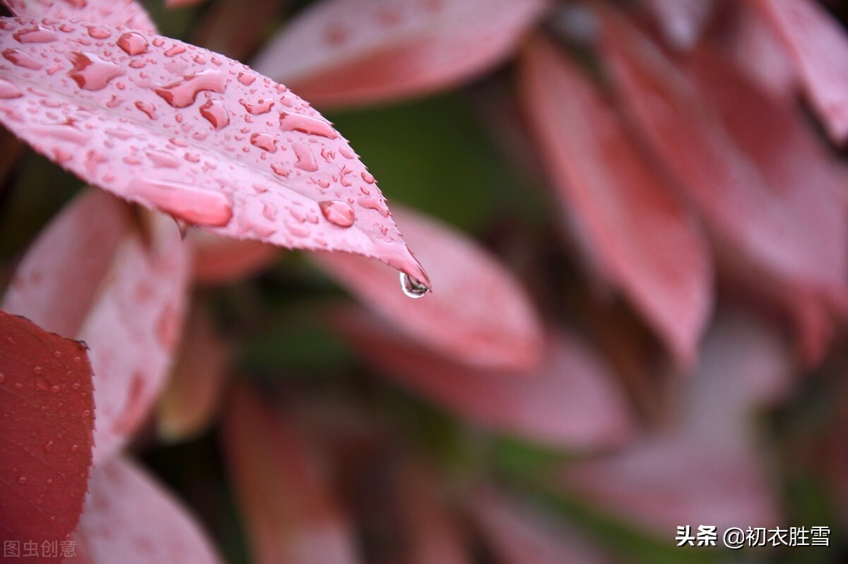 寒露秋花古诗五首，除了菊花，你还知道哪些花在寒露节气开放