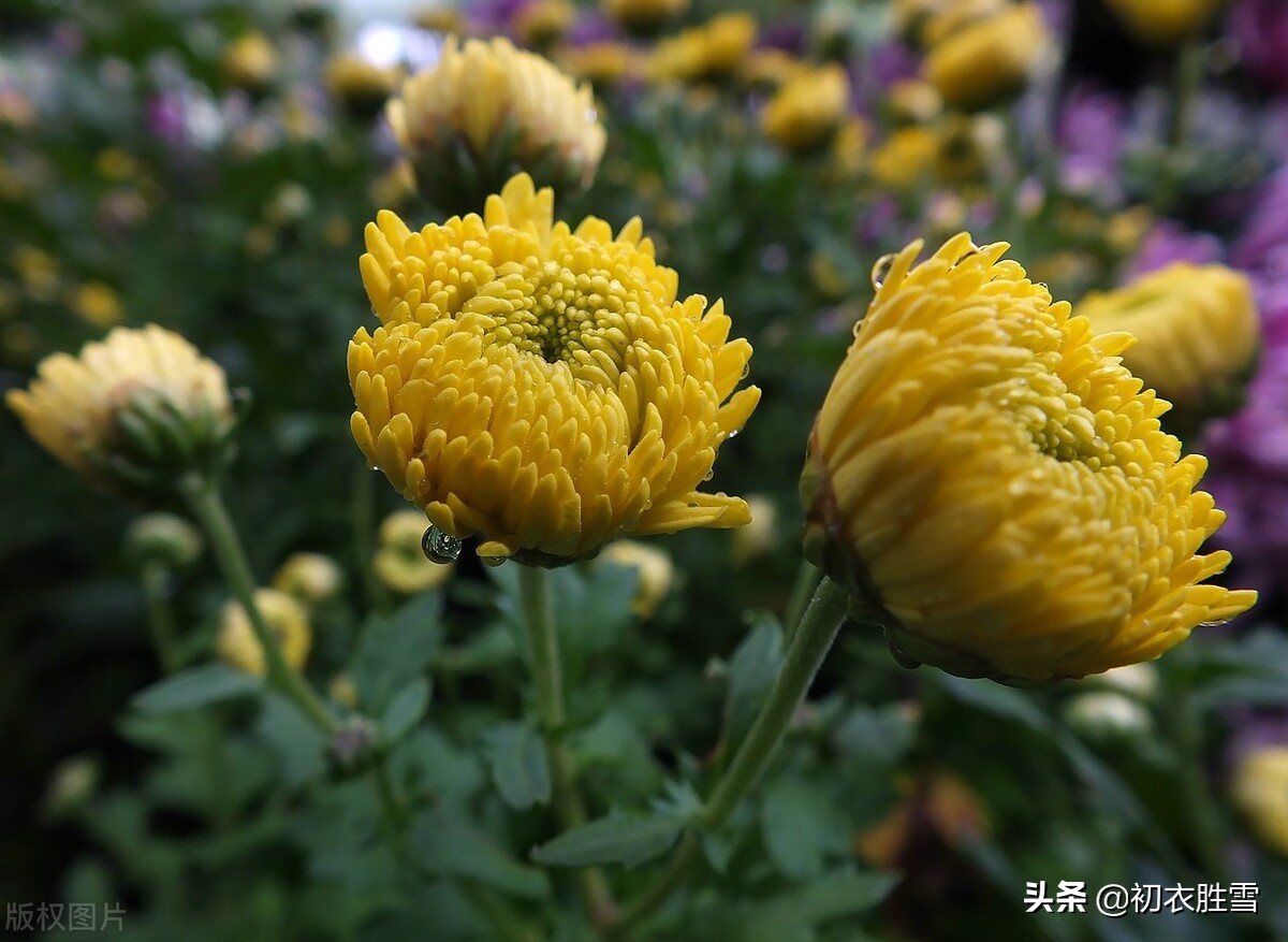 满城风雨近重阳五首：满城风雨近重阳，今年花为谁黄？