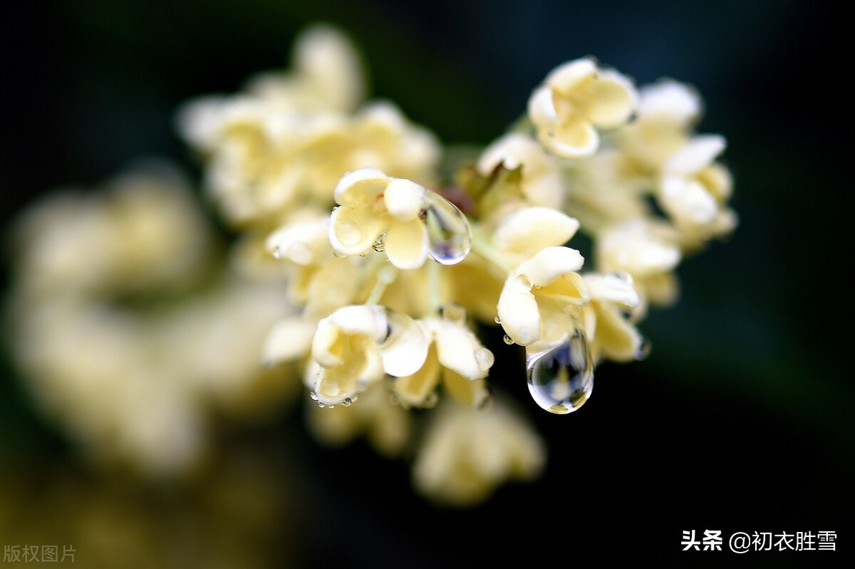 寒露秋花古诗五首，除了菊花，你还知道哪些花在寒露节气开放