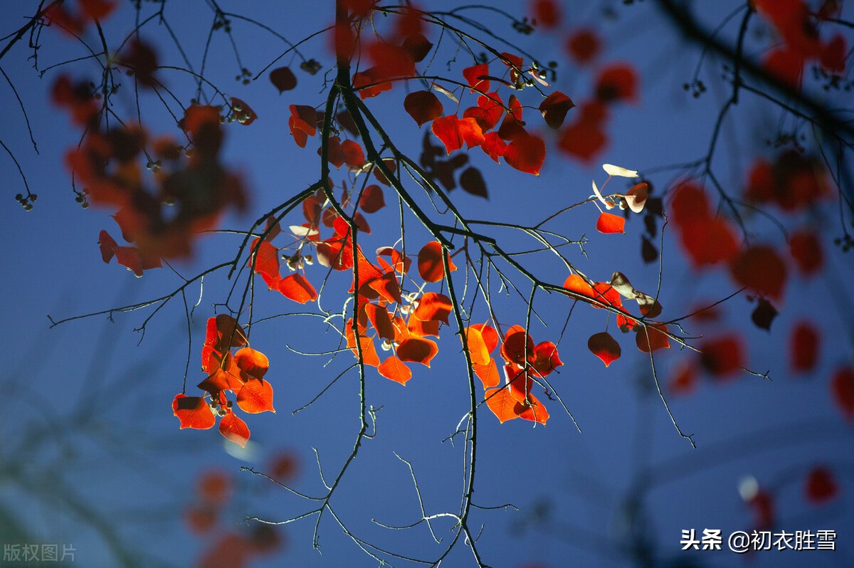 ​晚秋红叶乌桕诗词七首：风吹乌臼树，霜月迷行处