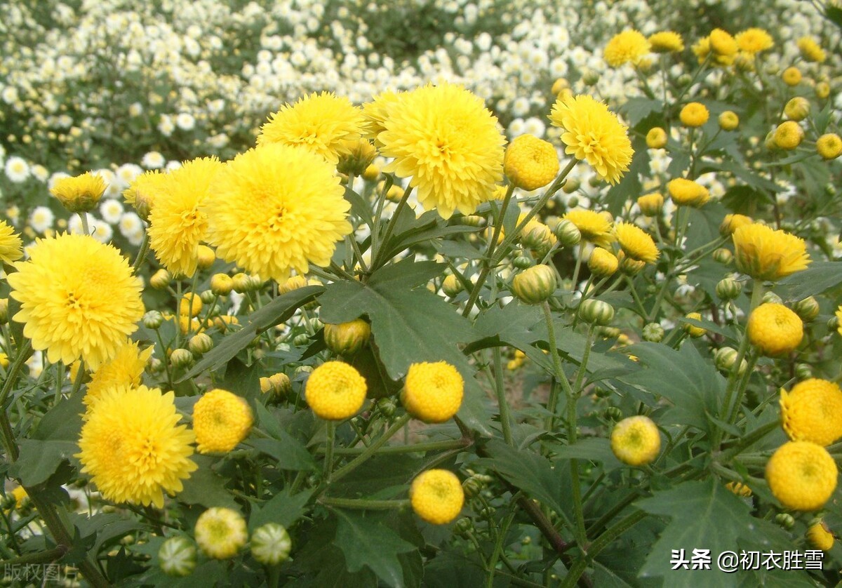 重阳节菊花美诗九首：九日重阳节，开门有菊花