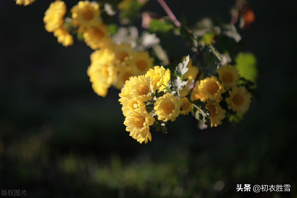 ​霜降节气霜菊美诗八首：熠熠溪边野菊香，金华千点晓霜凝