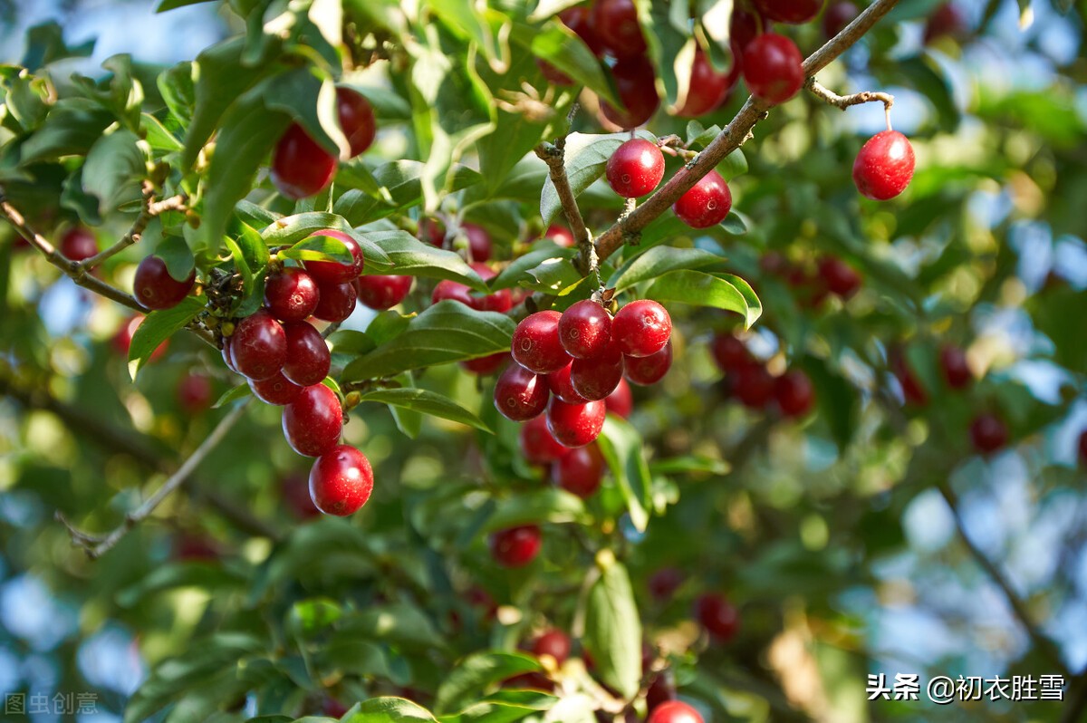 重阳节茱萸诗词八首：茱萸自有芳，更把茱萸仔细看