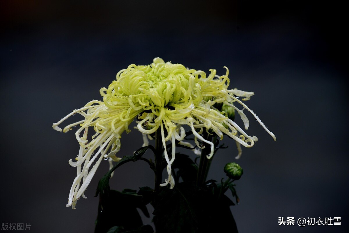 满城风雨近重阳五首：满城风雨近重阳，今年花为谁黄？