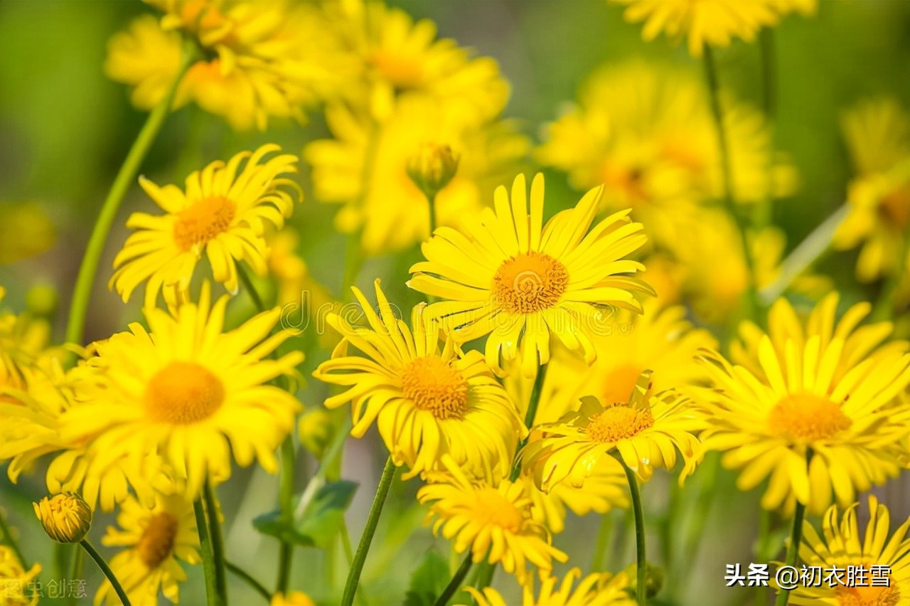 赏读陈允平的九月授衣：授衣时节，惆怅田园自黄菊